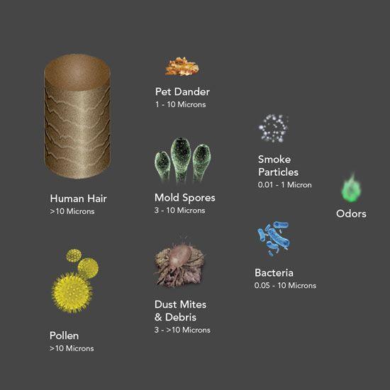 Image showing AC350 Purifier 2 Stage Protection against Human Hair > 10 Microns, Pet Dander 1 - 10 Microns, Bacteria 0.05 - 10 Microns, Mold Spores 3 - 10 microns, Odors, Pollen > 10 microns, Dust Mites & Debris 3 - > 10 Microns, Smoke particles 0.01 - 1 microns.