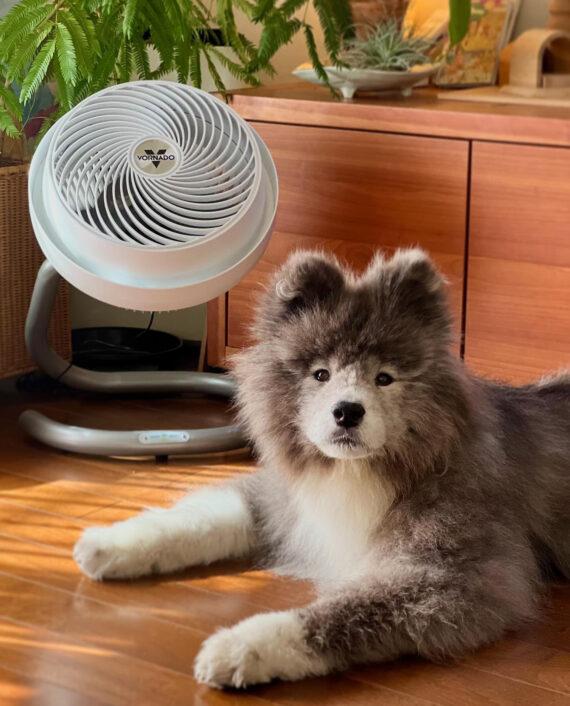 A fluffy dog lays on the floor in front of a 723DC Energy Smart air circulator